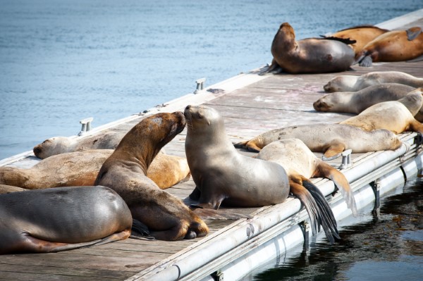 Falkland Islands