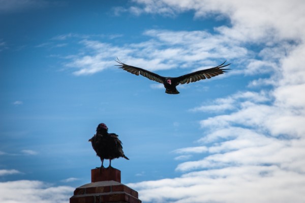 Falkland Islands