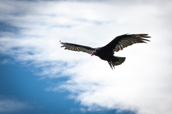 Falkland Islands