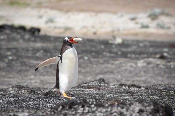 Falkland Islands