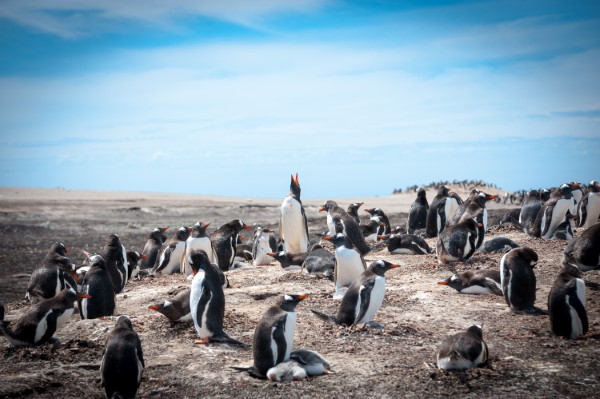 Falkland Islands