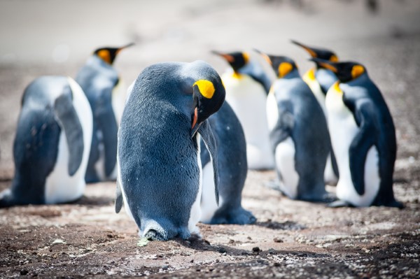 Falkland Islands