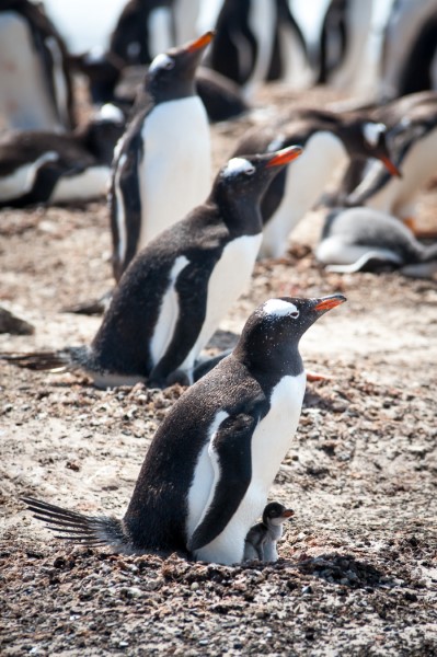 Falkland Islands