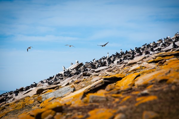 Falkland Islands