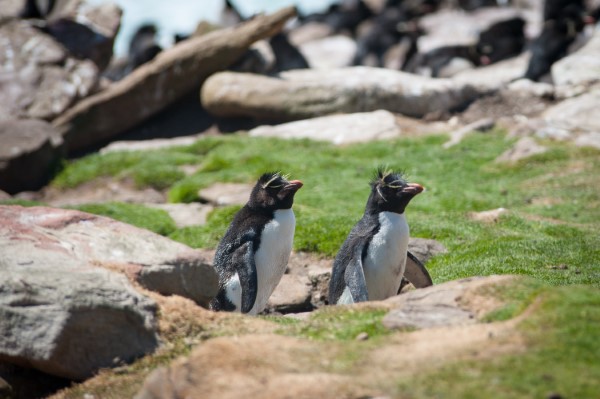 Falkland Islands