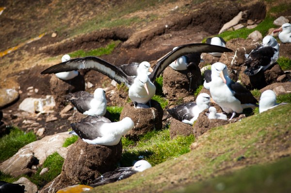 Falkland Islands