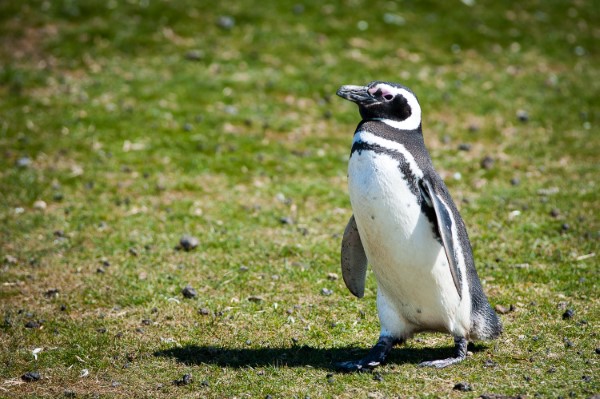 Falkland Islands