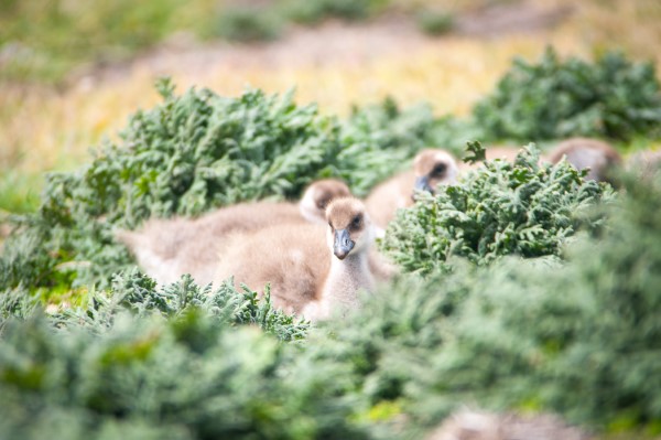 Falkland Islands