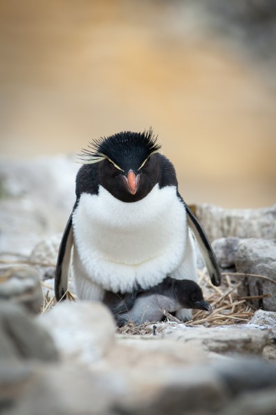 Falkland Islands