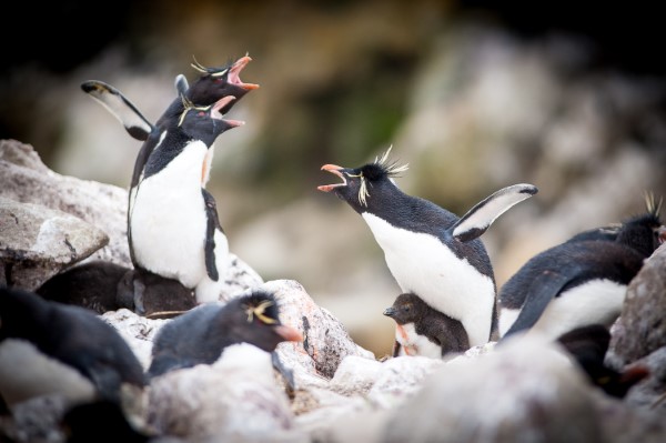 Falkland Islands