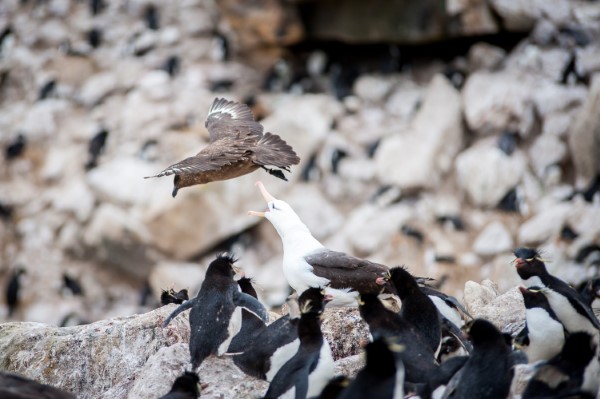 Falkland Islands